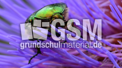 Goldglänzender Rosenkäfer (8).jpg